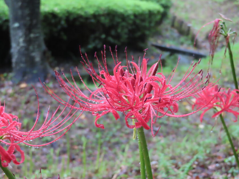 リコリス 彼岸花の仲間 が開花中です スタッフブログ はままつフラワーパーク 公式サイト