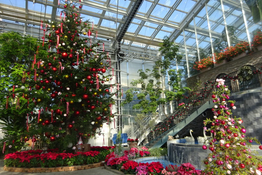 温室のクリスマス|スタッフブログ|はままつフラワーパーク【公式サイト】
