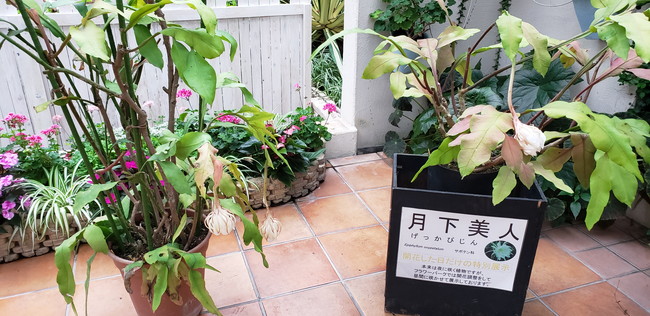 月下美人について｜スタッフブログ｜はままつフラワーパーク【公式サイト】
