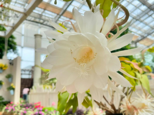 月下美人について｜スタッフブログ｜はままつフラワーパーク【公式サイト】 