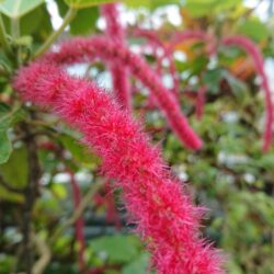 はままつフラワーパーク 公式サイト 世界の花のテーマパーク