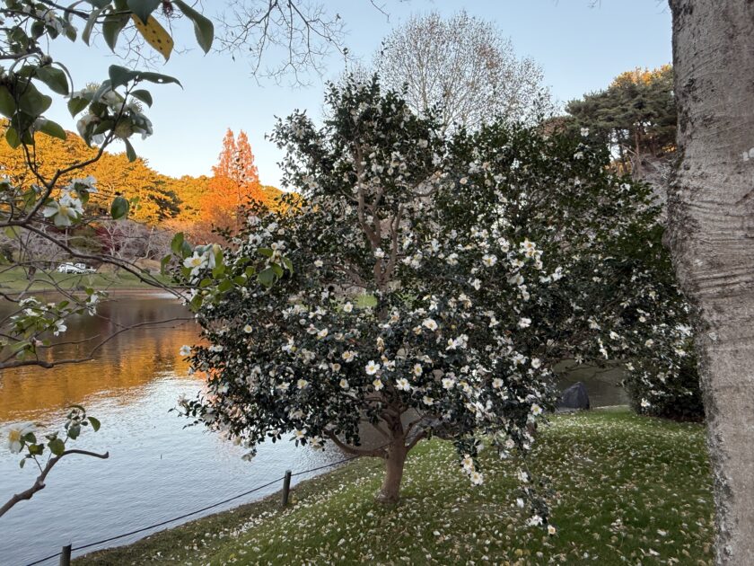 サザンカ｜只今の見頃｜はままつフラワーパーク【公式サイト】