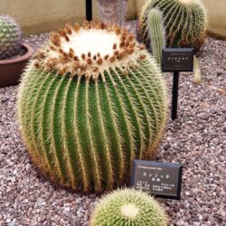 金鯱(キンシャチ)