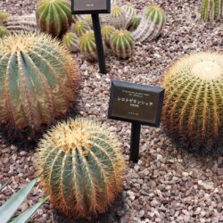 白刺金鯱(シトロゲキンシャチ)