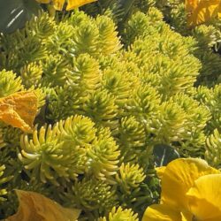 ホソバオウゴンマンネングサ