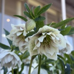 クリスマスローズ