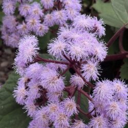 ユーパトリウム