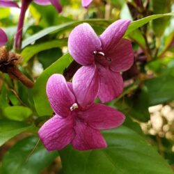 プセイドランテマム