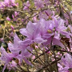 コバノミツバツツジ