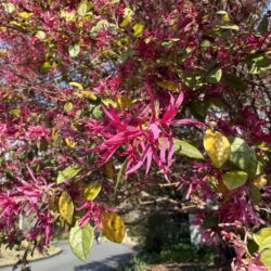 ベニバナトキワマンサク