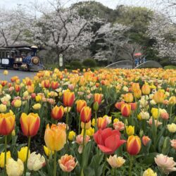 チューリップ