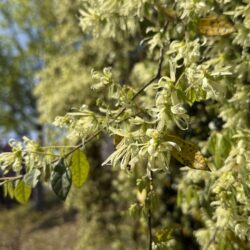 トキワマンサク