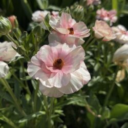 ラナンキュラス ラックス