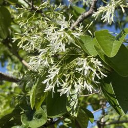 ヒトツバタゴ(ナンジャモンジャ)