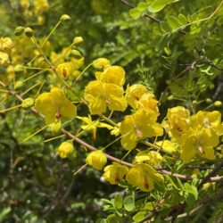 ジャケツイバラ