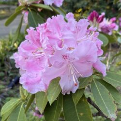 西洋シャクナゲ