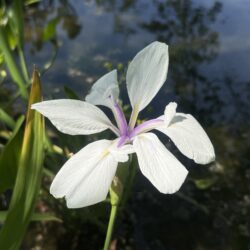カキツバタ
