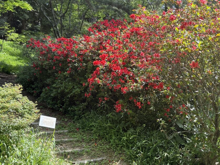 ケラマツツジ｜みんなの植物図鑑｜はままつフラワーパーク【公式サイト】