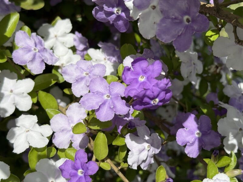 ニオイバンマツリ｜みんなの植物図鑑｜はままつフラワーパーク【公式