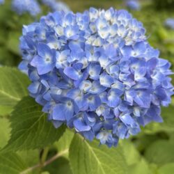 アジサイ【エンドレスサマー】