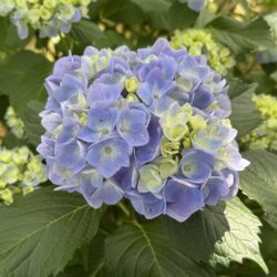 西洋アジサイ