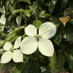 常緑ヤマボウシ