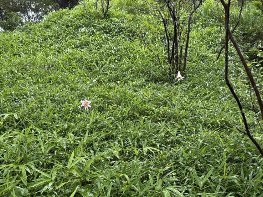 ササユリ｜みんなの植物図鑑｜はままつフラワーパーク【公式サイト】