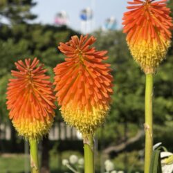 オオトリトマ