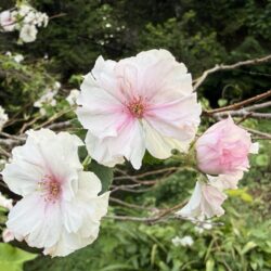 サクラ　アーコレード