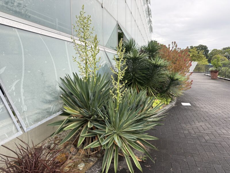 ユッカ グロリオサ 'バリエガータ'｜みんなの植物図鑑｜はままつ