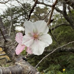 フユザクラ