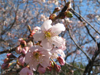 湊桜