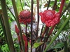 トーチジンジャー開花