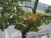 サイザルアサ開花