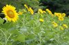 あの花が咲きました♪