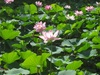 水辺では