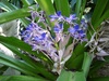 こんな花が咲いてます