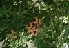 クリスタルパレス見ごろの花