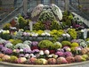 キク花盛り