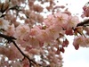 早咲きの桜