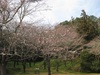 今日の桜