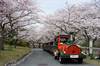 桜満開