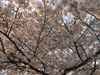 桜とチューリップの庭園
