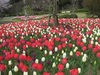 今日の桜とチューリップ