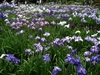 花しょうぶみごろに
