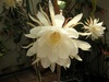 温室の中の花