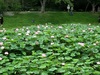 ハスの花が最盛期