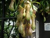 食虫植物展示
