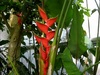 熱帯の花をご紹介