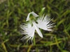 変わったお花